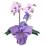 ミディ胡蝶蘭 2本立ち 4号陶器鉢 お供え 風呂敷ラッピング　鳩羽 / ネズ