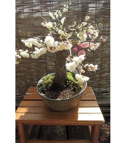 Amazon | 花梅 - 大湊 - （ピンク 一重咲）中品盆栽 | 盆栽