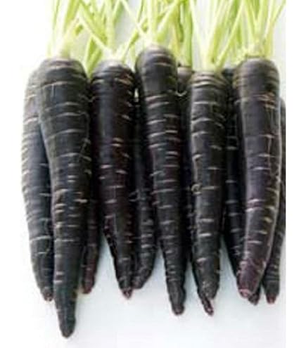 Amazon.co.jp: フタバ種苗 ニンジン 黒にんじんのタネ コート種子