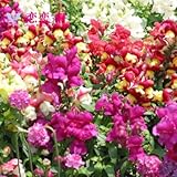 Goldfish perennial flower seeds leading flower pot balcony multicolor Yi Xuan Loving planting 10 see