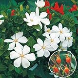 花木苗 クチナシ 実成りクチナシ 2株 / 国華園 24年春商品