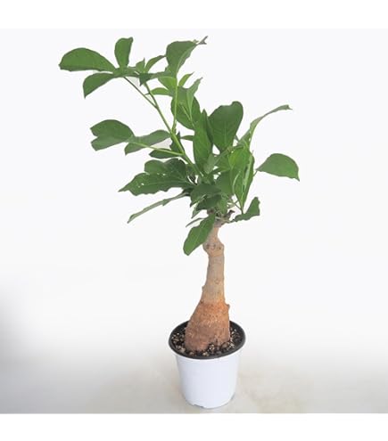 Amazon.co.jp: アダンソニア・ザ （バオバブ）Adansonia za 種