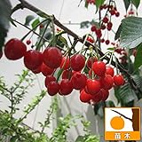 サクランボ：だんちおうとう（暖地桜桃）接木苗4〜5号ポット ノーブランド品