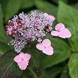 【2018年春～　開花見込み株】ヤマアジサイ「小田紅」