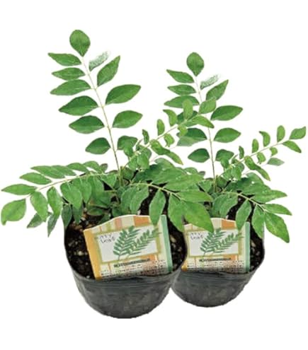 カレーリーフ苗　引き取り限定 කරපිංචා カレーリーフ苗 引き取り限定 කරපිංචා Amazon.co.jp: Curry