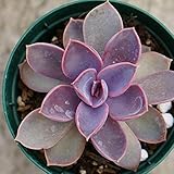 パープルパール 7.5cmポット エケベリア Echeveria 'Purple Pearl' 福岡県産 多肉植物 多肉 観葉植物 インテリアグリーン 寄せ植えに