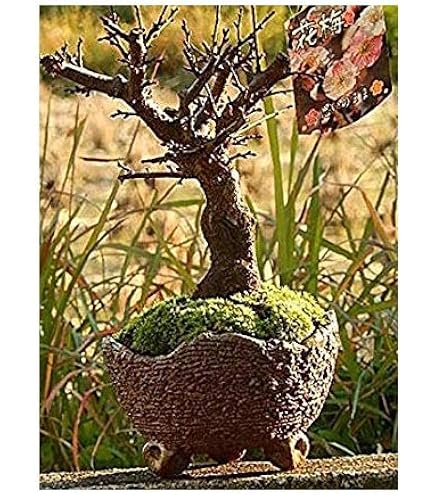 Amazon.co.jp: 梅盆栽 盆栽 (思いのまま梅咲き分け梅) : DIY・工具