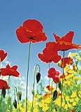 フィールドポスター写真壁紙 – Poppy Field 4-part ( 100 x 72インチ）