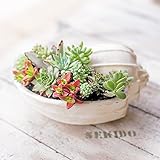 多肉植物 寄せ植え taniku シェル ポット Cタイプ Mサイズ