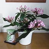 新しいルクリア・リメイク (におい桜 リメイク) 5号鉢 ＊ 関東甲信越地域以外は出荷地からの関係で別途送料が発生します