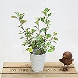 観葉植物：フィカス・スウィートハート*プラポット