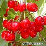 国華園　果樹苗　サクランボ　紅秀峰　ウイルスフリー　1株【※発送が国華園からの場合のみ正規品です】