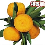 国華園　果樹苗　カンキツ　ユズ　特等苗　1株