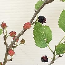 51Ti33qL3zL._AC_UL210_SR210,