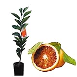 柑橘類の苗 【 ブラッドオレンジ 2年生苗木 】