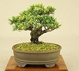 いよじ園 五葉松 -明星- 小品盆栽 （盆栽 松） 【父の日ギフト】