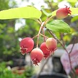 ジューンベリー　バレリーナ　3年生苗