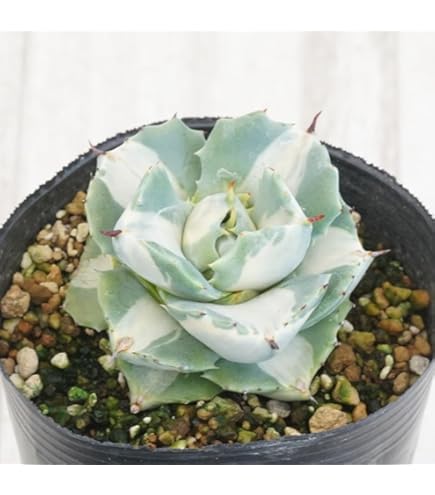 \\アガベ４つセット売り// チタノタ オテロイ アガベ4つセット売り// チタノタ オテロイ