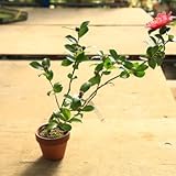 盆栽　苗　現品限り！：寒椿*さざんか　盆栽素材！素焼き鉢