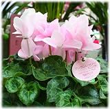 シクラメン 籐かご付き やさしいピンク色の花 お歳暮ギフトや誕生日プレゼントに贈る季節の鉢花