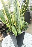 【ラッピング代込】　観葉植物　サンスベリア（サンセべリア）　6号鉢　【ギフト】