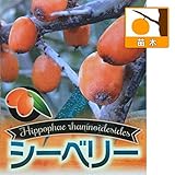 シーベリー（沙棘・サジー）：レイコラ（メス木）6号ポット[大株苗木] ノーブランド品