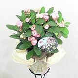 【季節の鉢花】　ピンク ハナキリン（シャインキッス）　花麒麟 鉢花