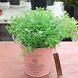 春の鉢植え お洒落なブリキ鉢カバー付　ヘリクリサム「花かんざし」誕生日やお祝いの花プレゼントに