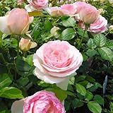 ツルバラ 大輪 ピエール・ドゥ・ロンサール 2年生 接ぎ木苗 クライミングローズ 世界殿堂入り薔薇