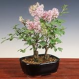 小品盆栽:姫ライラック寄せ*