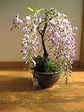 藤満開　盆栽　開花は四月中頃～下旬