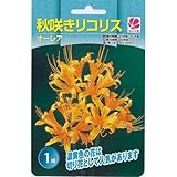 リコリス オーレア 1球