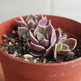 インディカ 7.5cmポット シノクラッスラ Sinocrassula indica 福岡県産 多肉植物 多肉 観葉植物 インテリアグリーン 寄せ植えに
