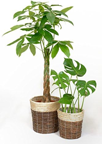 観葉植物 本物 8号+6号セット パキラ8号・モンステラ6号 【ツートーン鉢カバー付】 - 1