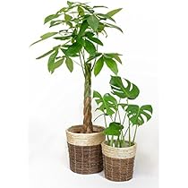 51TouxBzh0L._AC_UL210_SR210,