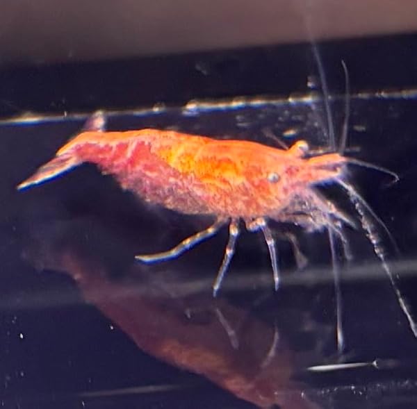 【Amazon Exclusive】Cherry Shrimp Colors, Each 10 Pieces + 2 Extra as Guarantee, Total 12 Pieces, Variety Rich, Best Seller, Extreme Fire Shrimp, Red Cherry, Yellow Cherry, Blue Velvet, MIX Colors (Red - 1