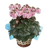 【 生産ハウスから直送 】 登坂園芸のシクラメン　【 ベル咲きカンパーナピンク 】　花鉢植え　ギフト　プレゼント　贈答品　クリスマス　お歳暮