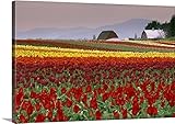 ダーウィンWiggettプレミアムthick-wrapキャンバス壁アートプリントチューリップフィールドというタイトルのSkagit Valley、ワシントン州、USA 24" x 16" 190193