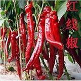 長い唐辛子の種、赤ホットチリペッパー、果物や野菜の種子100個の種子