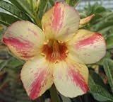 アデニウム アラビカム オベスム 砂漠のバラ塊根植物 Adenium obesum Desert Roses no.6 Athena