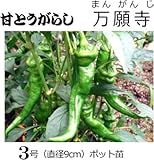 甘 とうがらし 苗 万願寺