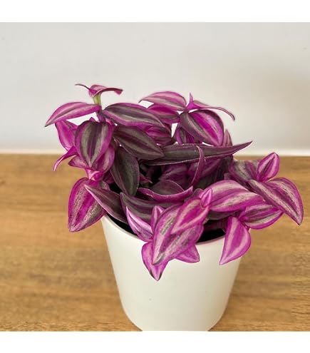 多肉植物　トラディスカンティア　トラディスカンチア　シラモンタナ　白絹姫錦 Amazon｜多肉植物 トラディスカンティア トラディスカンチア
