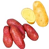 国華園　秋植えじゃがいも種球　ごだわりジャガイモセット　2種1kg【※発送が国華園からの場合のみ正規品です】