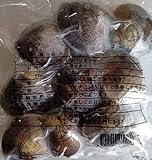 両貝　殻付　はまぐり　大　500g×20P（　約9個　）　蛤　はまぐり　業務用　真空　冷凍