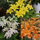 スカシユリ球根　小輪多花セット　６球入