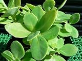 【育てやすい】セダム（オオベンケイソウ/オータムジョイ）多肉植物