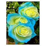 ブルーや珍しい花の黄色のハイブリッドバラの種子、種子希少バルコニーパティオ庭の盆栽鉢植え120PCS