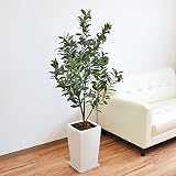 人工観葉植物 オリーブ実付き スクエア陶器鉢 光触媒加工