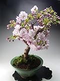 盆栽　桜　花芽付き！八重桜の鉢植え盆栽　2018春開花予定