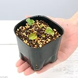 (山野草)ハマヒルガオ(浜昼顔) 3号(1ポット) 本州・四国限定[生体]